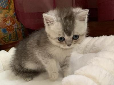 Silver - Scottish Straight - Gallery Photo #1