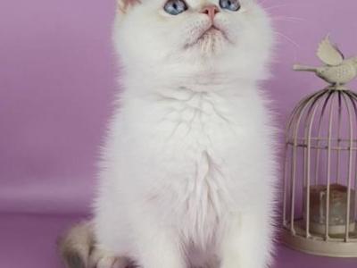 Xander - British Shorthair - Gallery Photo #1