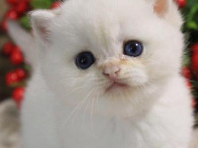 Ignat - British Shorthair - Gallery Photo #1