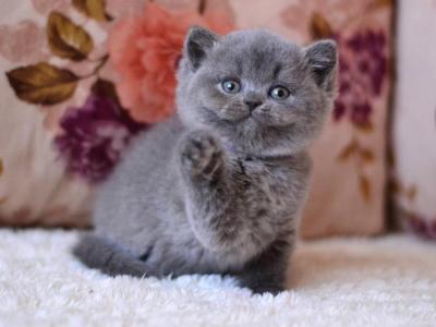 Eva - British Shorthair - Gallery Photo #1