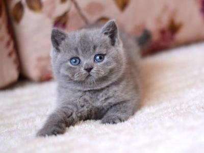 Emma Bri - British Shorthair - Gallery Photo #1