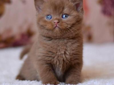 Ecler - British Shorthair - Gallery Photo #1