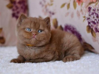 Evan - British Shorthair - Gallery Photo #1