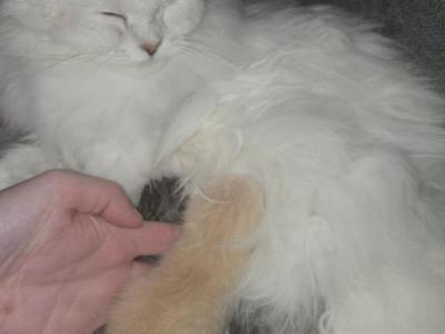 Longhair & Shorthair Scottish Fold And Straight - Scottish Fold - Gallery Photo #1