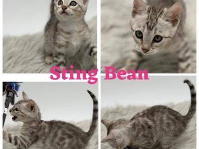 String Bean - Bengal - Gallery Photo #1
