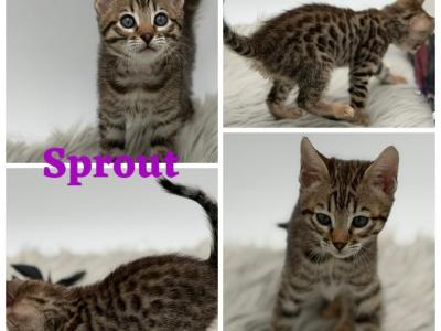 Sprout - Bengal - Gallery Photo #1