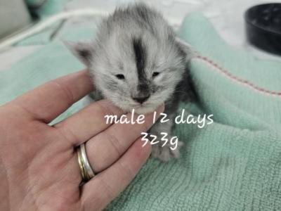Blaze - Maine Coon - Gallery Photo #1