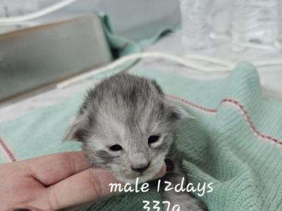 Cheeks - Maine Coon - Gallery Photo #1