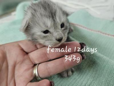 Sweetie - Maine Coon - Gallery Photo #1
