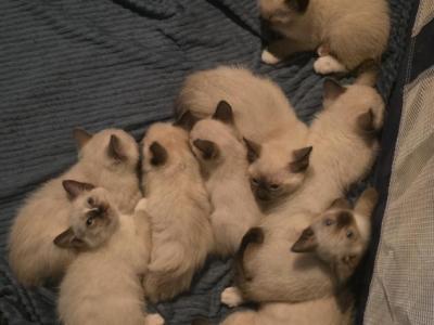 Siamese Kittens - Siamese - Gallery Photo #1