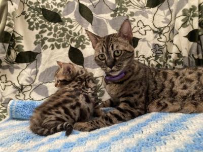 Savannah Bengal - Savannah - Gallery Photo #1