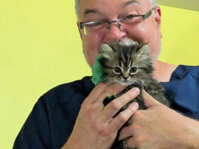 Tabby Persian Boy - Persian - Gallery Photo #1