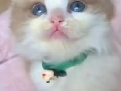 Happy Family - Ragdoll - Gallery Photo #1