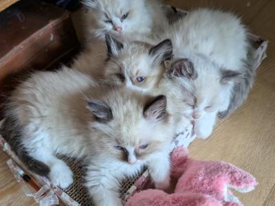 Mira's Litter - Ragdoll - Gallery Photo #1