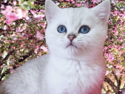 Ziggy - British Shorthair - Gallery Photo #1