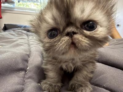 Zoe - Himalayan - Gallery Photo #1