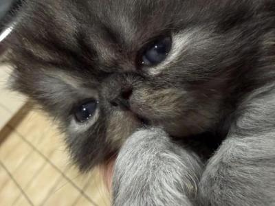 Freddy - Himalayan - Gallery Photo #1