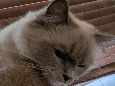 Chelsea - Ragdoll - Gallery Photo #1