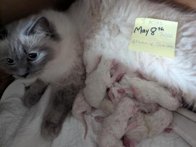 Athena's Litter - Ragdoll - Gallery Photo #1