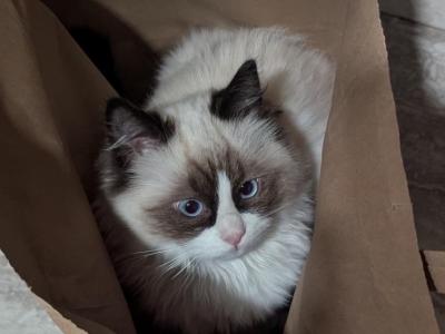 Blossom - Ragdoll - Gallery Photo #1