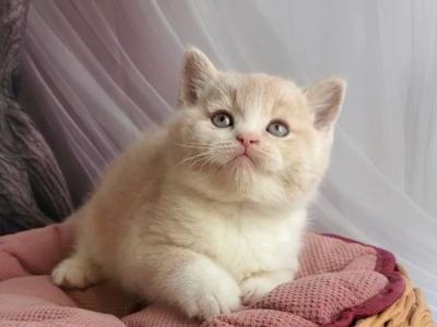 Uno - British Shorthair - Gallery Photo #1