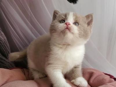 Usik - British Shorthair - Gallery Photo #1