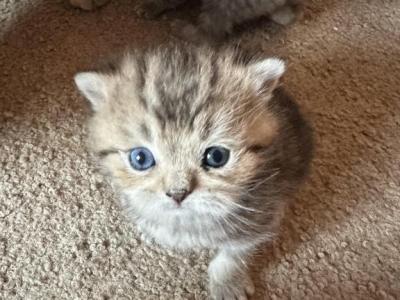 Elvis From Q'Bella - British Shorthair - Gallery Photo #1