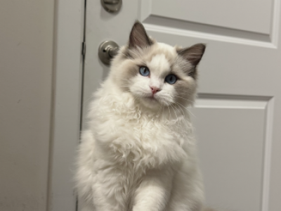 Ragdoll And Cherubim - Ragdoll - Gallery Photo #1
