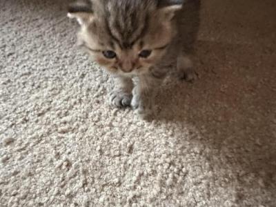 Ellie From Q'Bella - British Shorthair - Gallery Photo #1