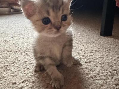 Elf From Q'Bella - British Shorthair - Gallery Photo #1