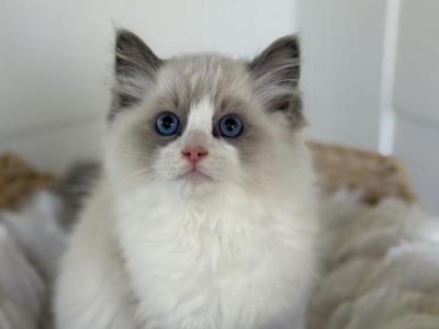 Theodore - Ragdoll - Gallery Photo #1