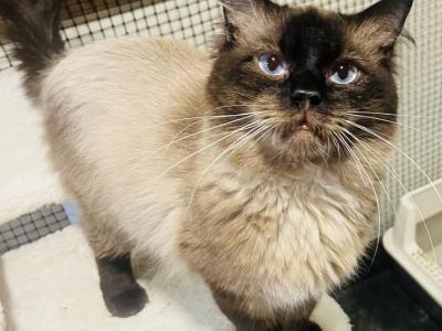 Tyson - Ragdoll - Gallery Photo #1