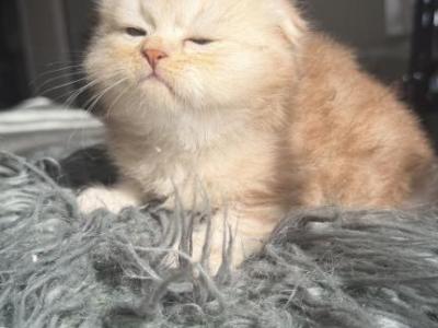 Chocolate Marble Folds - Scottish Fold - Gallery Photo #1