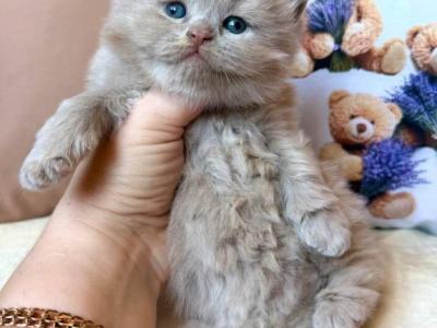 Fabian - British Shorthair - Gallery Photo #1