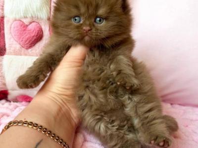 Feofaniya - British Shorthair - Gallery Photo #1