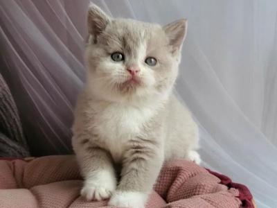 Una - British Shorthair - Gallery Photo #1