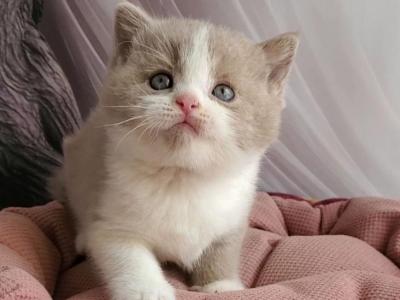 Usik - British Shorthair - Gallery Photo #1