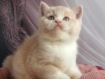 Uno - British Shorthair - Gallery Photo #1