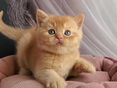 Urban - British Shorthair - Gallery Photo #1