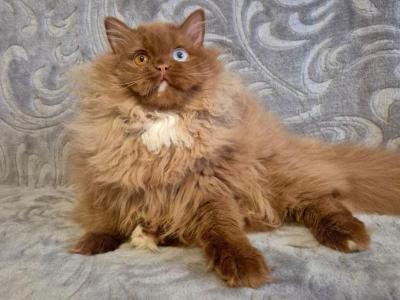 Varvara - British Shorthair - Gallery Photo #1