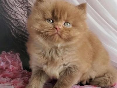 Tommy - British Shorthair - Gallery Photo #1
