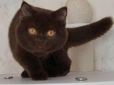 Oscar - British Shorthair - Gallery Photo #1
