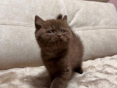 Urmas - British Shorthair - Gallery Photo #1