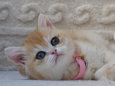 James - British Shorthair - Gallery Photo #1