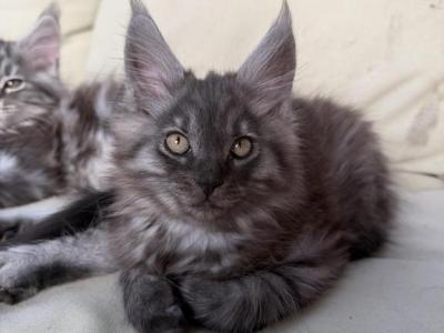 Smoke Grey Female - Maine Coon - Gallery Photo #1