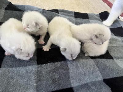 Rumi's Litter Ready June 16 - Ragdoll - Gallery Photo #1