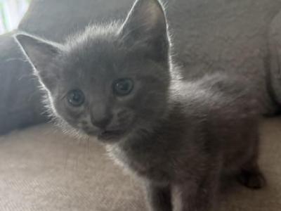 Russian Blue Kitty - Russian Blue - Gallery Photo #1