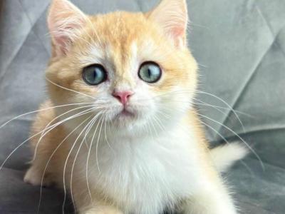 Ike - British Shorthair - Gallery Photo #1