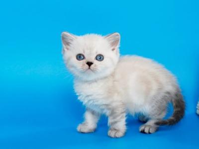 Navarro - British Shorthair - Gallery Photo #1