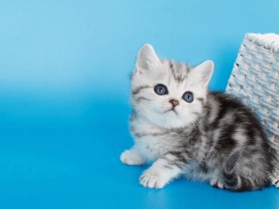 Morel - British Shorthair - Gallery Photo #1